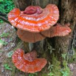 Рейши (Ganoderma lucidum)