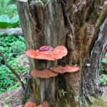 Рейши (Ganoderma lucidum)