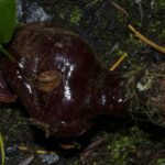 Рейши (Ganoderma lucidum)