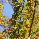 Гинкго двулопастное — лист (Ginkgo biloba)