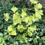 Гинкго двулопастное — плоды (Ginkgo biloba)
