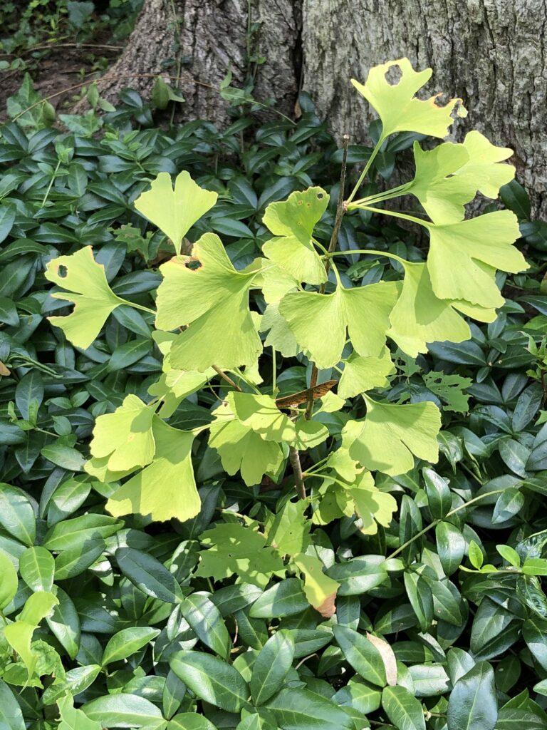 Гинкго двулопастное — плоды (Ginkgo biloba)