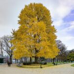 Гинкго двулопастное — общий вид (Ginkgo biloba)