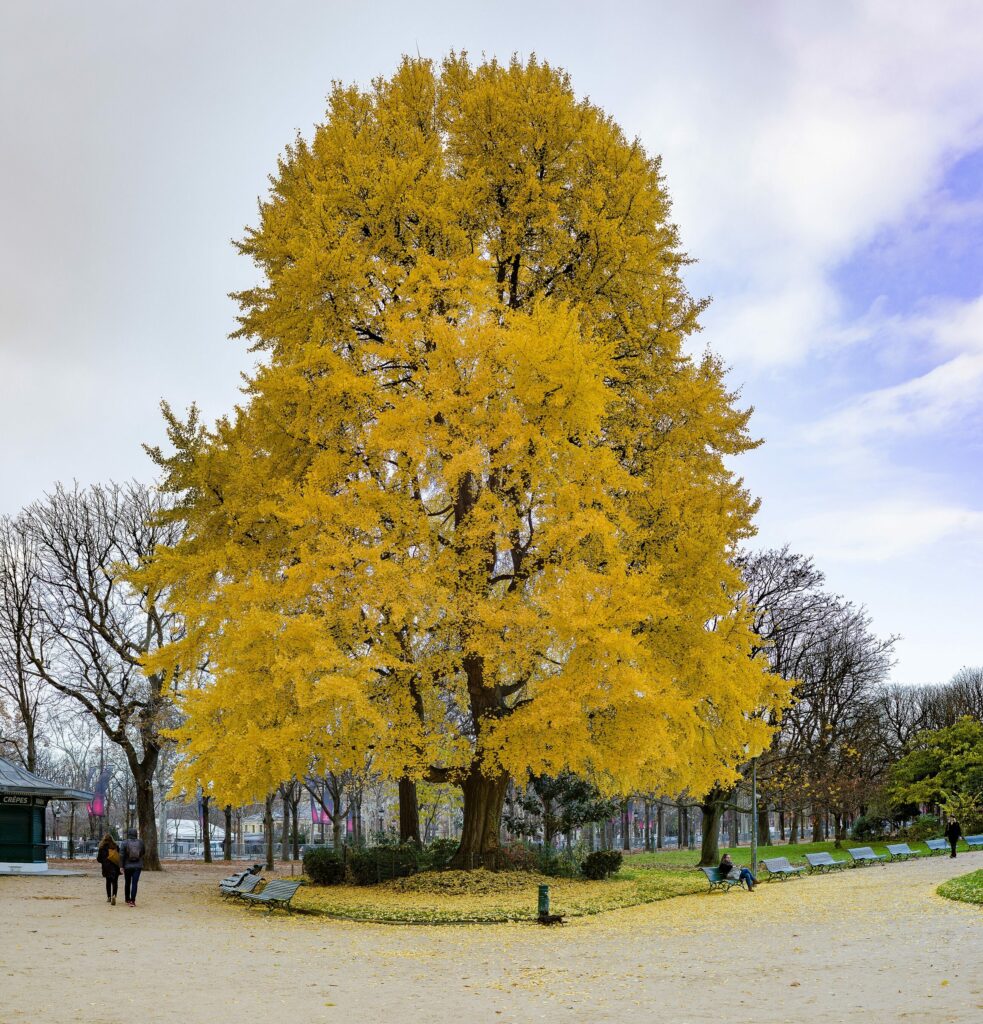 Гинкго двулопастное — общий вид (Ginkgo biloba)