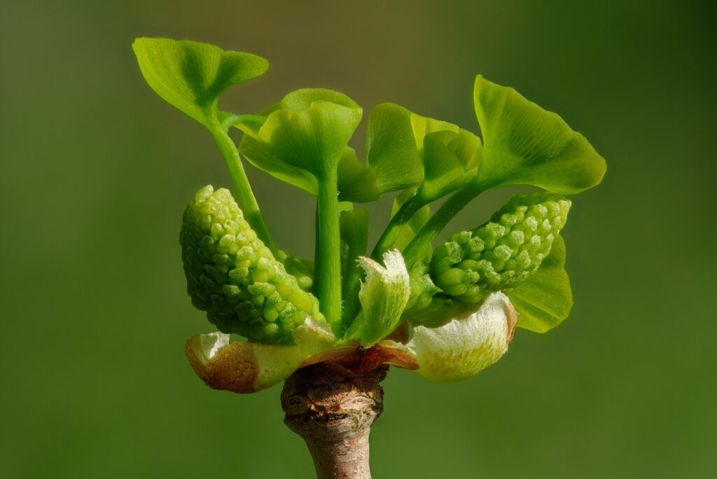 Гинкго двулопастное — общий вид (Ginkgo biloba)