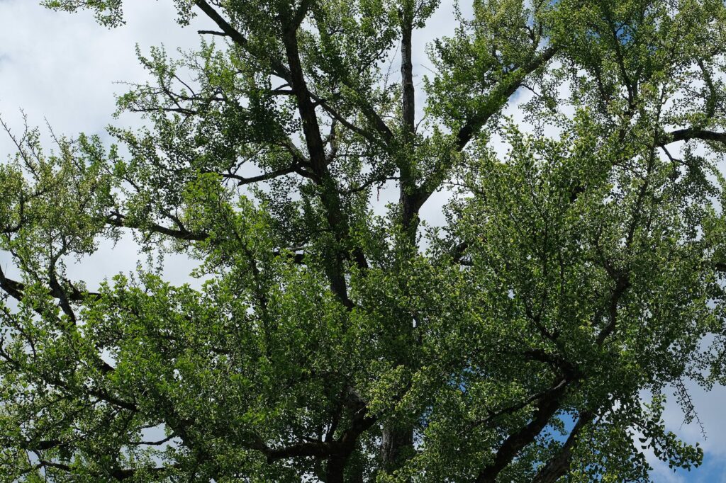 Гинкго двулопастное — общий вид (Ginkgo biloba)