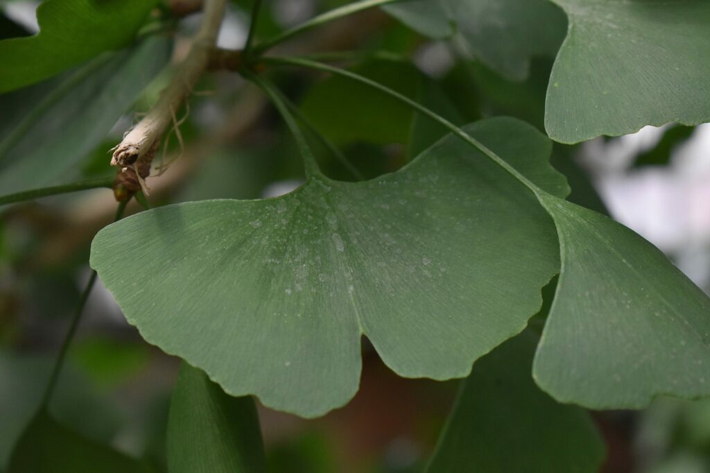 Гинкго двулопастное — общий вид (Ginkgo biloba)