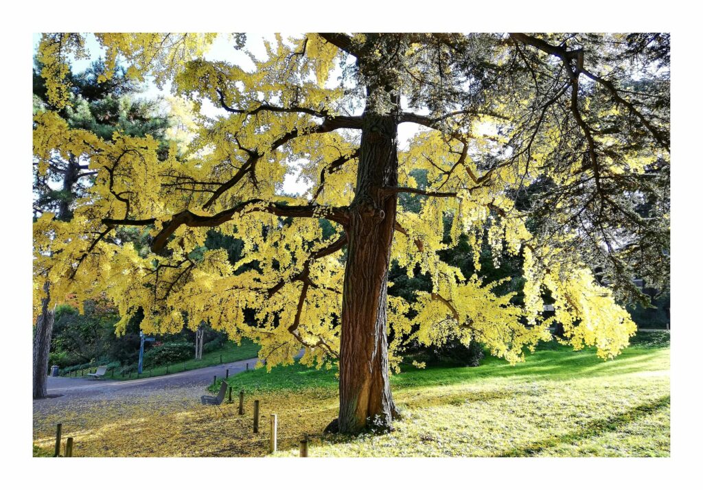 Гинкго двулопастное — общий вид (Ginkgo biloba)