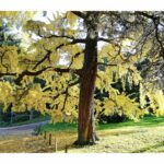 Гинкго двулопастное — общий вид (Ginkgo biloba)