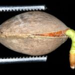 Гинкго двулопастное (Ginkgo biloba)