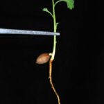 Гинкго двулопастное (Ginkgo biloba)