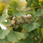 Гинкго двулопастное (Ginkgo biloba)