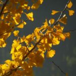 Гинкго двулопастное (Ginkgo biloba)