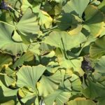 Гинкго двулопастное (Ginkgo biloba)