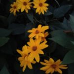 Топинамбур — цветки (Helianthus tuberosus)