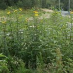 Топинамбур — плоды (Helianthus tuberosus)