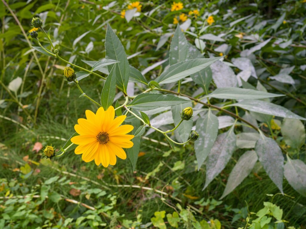 Топинамбур — общий вид (Helianthus tuberosus)
