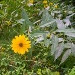 Топинамбур — общий вид (Helianthus tuberosus)