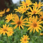 Топинамбур — общий вид (Helianthus tuberosus)