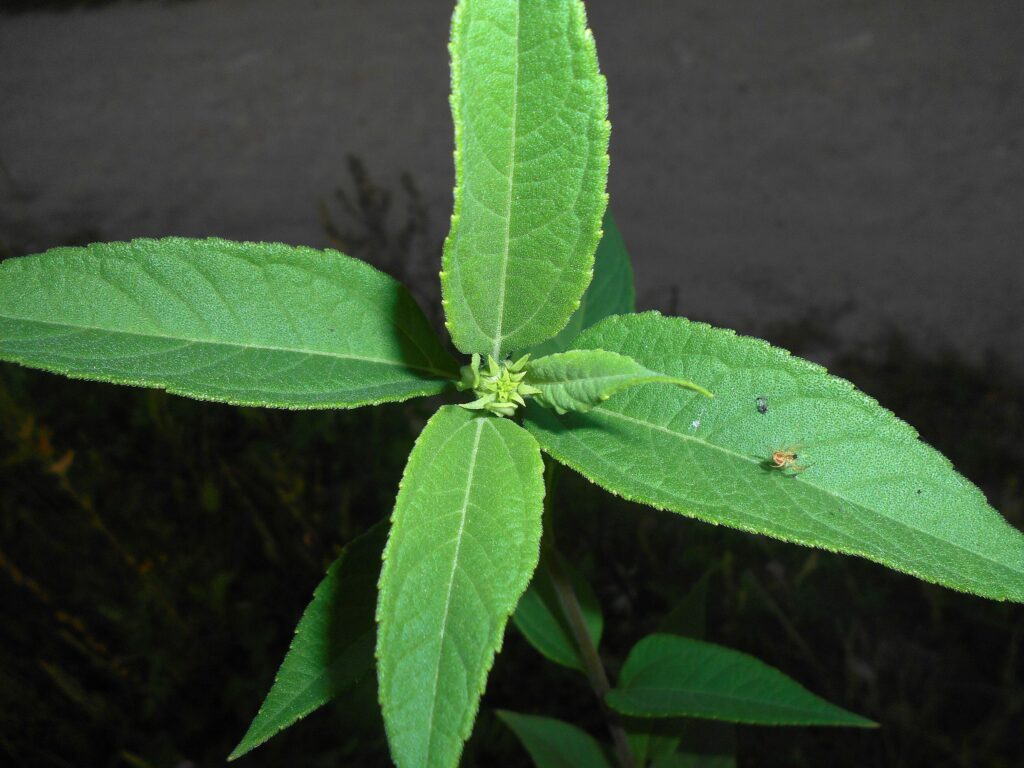 Топинамбур — общий вид (Helianthus tuberosus)