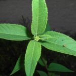 Топинамбур — общий вид (Helianthus tuberosus)