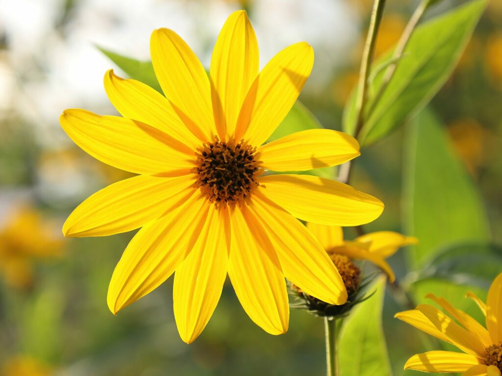 Топинамбур — общий вид (Helianthus tuberosus)