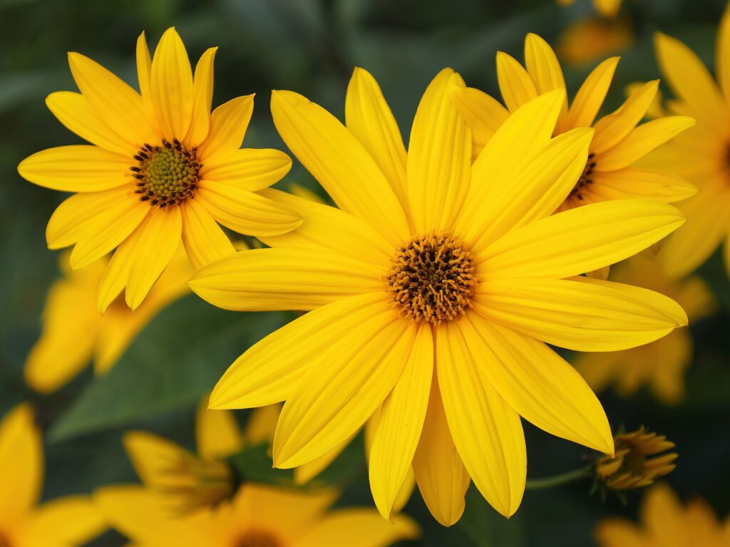 Топинамбур — общий вид (Helianthus tuberosus)