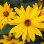Топинамбур — общий вид (Helianthus tuberosus)