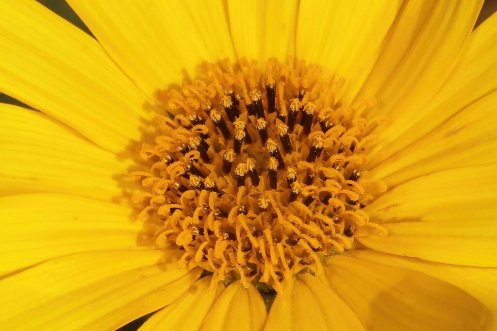 Топинамбур — цветки (Helianthus tuberosus)