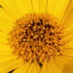 Топинамбур — цветки (Helianthus tuberosus)