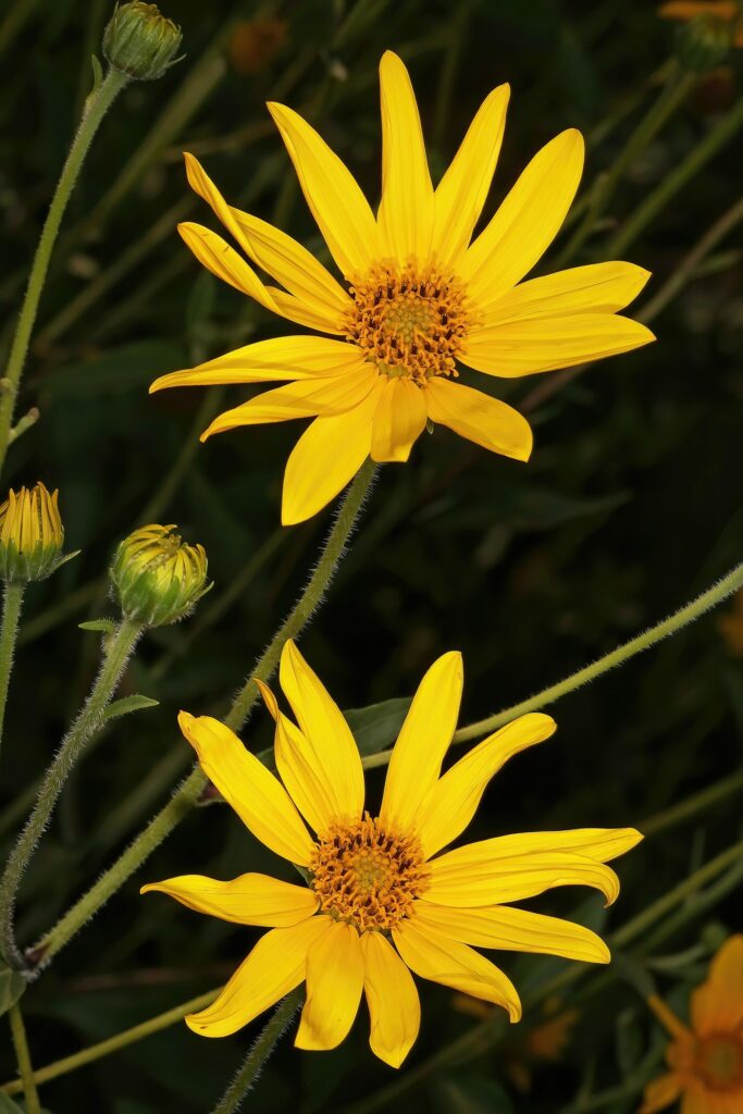 Топинамбур — цветки (Helianthus tuberosus)