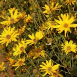 Топинамбур — цветки (Helianthus tuberosus)