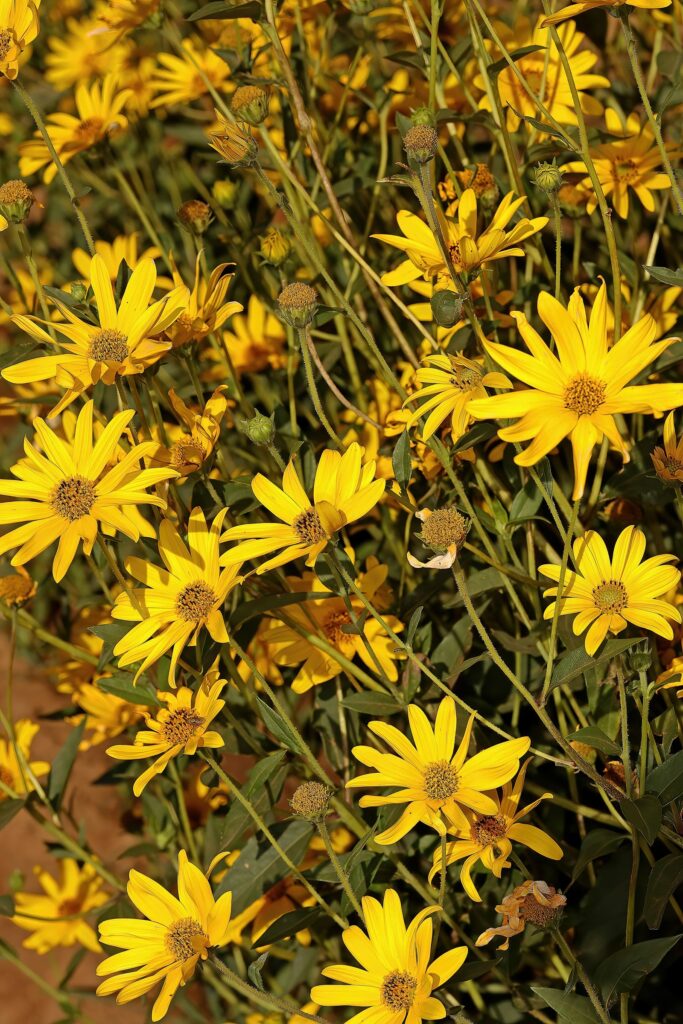 Топинамбур — цветки (Helianthus tuberosus)