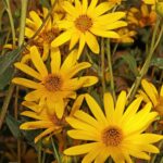 Топинамбур — цветки (Helianthus tuberosus)