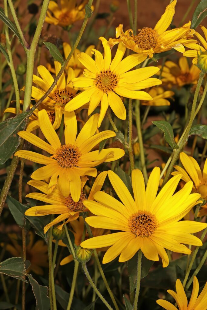 Топинамбур — цветки (Helianthus tuberosus)