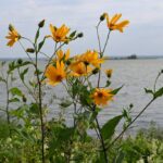 Топинамбур (Helianthus tuberosus)