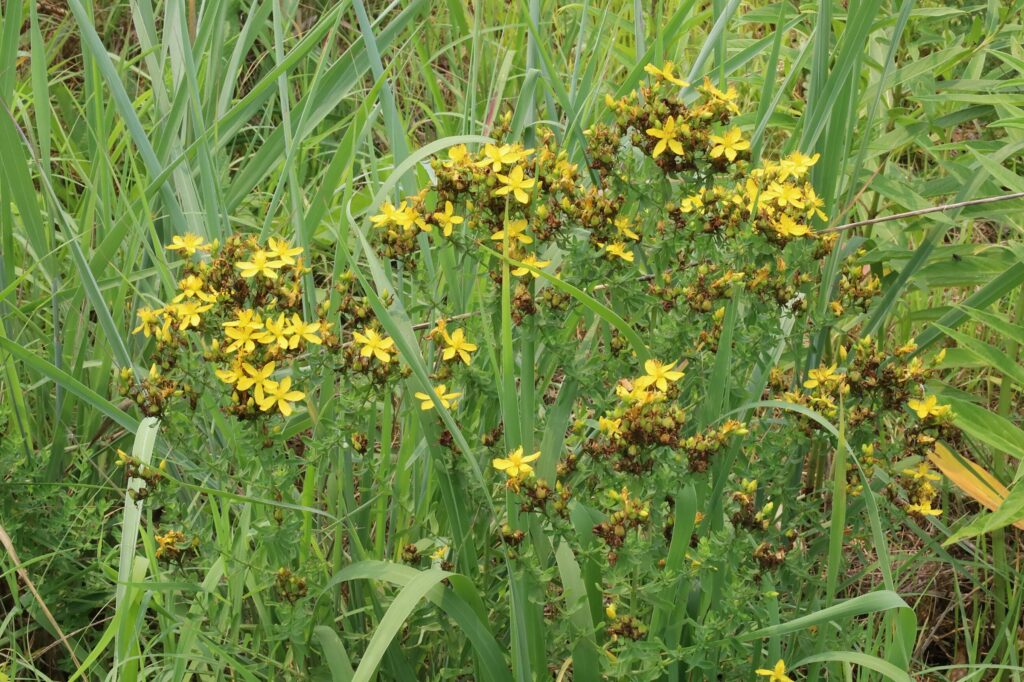 Зверобой продырявленный — цветки (Hypericum perforatum)