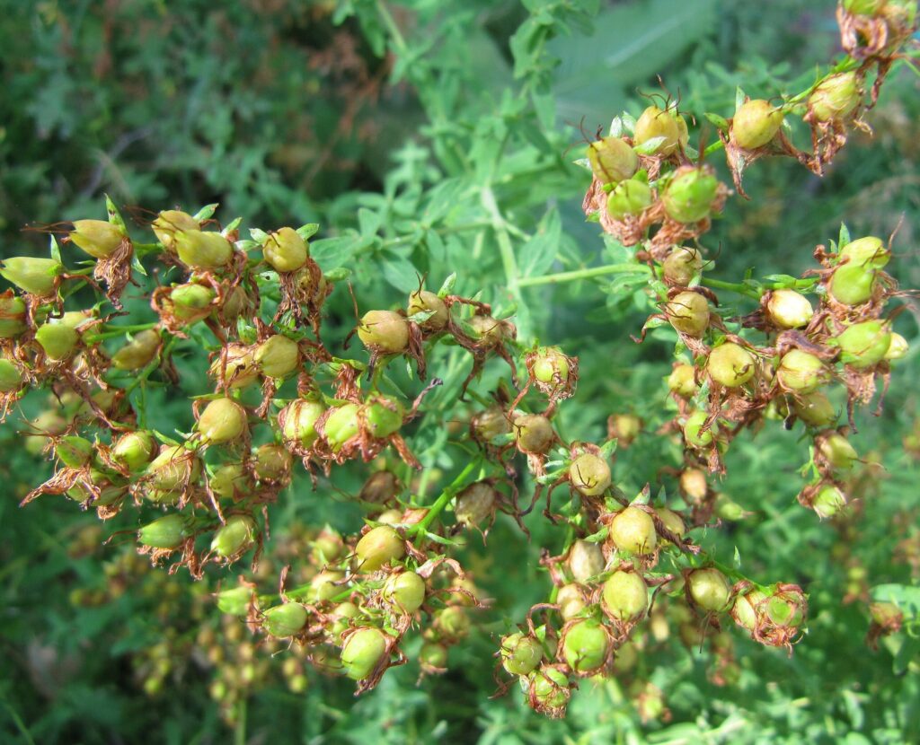 Зверобой продырявленный — плоды (Hypericum perforatum)