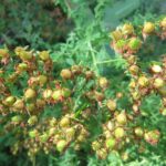 Зверобой продырявленный — плоды (Hypericum perforatum)