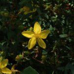 Зверобой продырявленный — цветки (Hypericum perforatum)