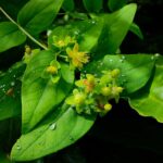 Зверобой продырявленный — общий вид (Hypericum perforatum)