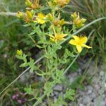 Зверобой продырявленный — цветки (Hypericum perforatum)