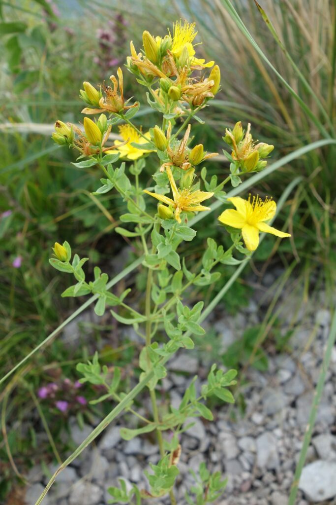Зверобой продырявленный — цветки (Hypericum perforatum)
