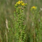Зверобой продырявленный — общий вид (Hypericum perforatum)