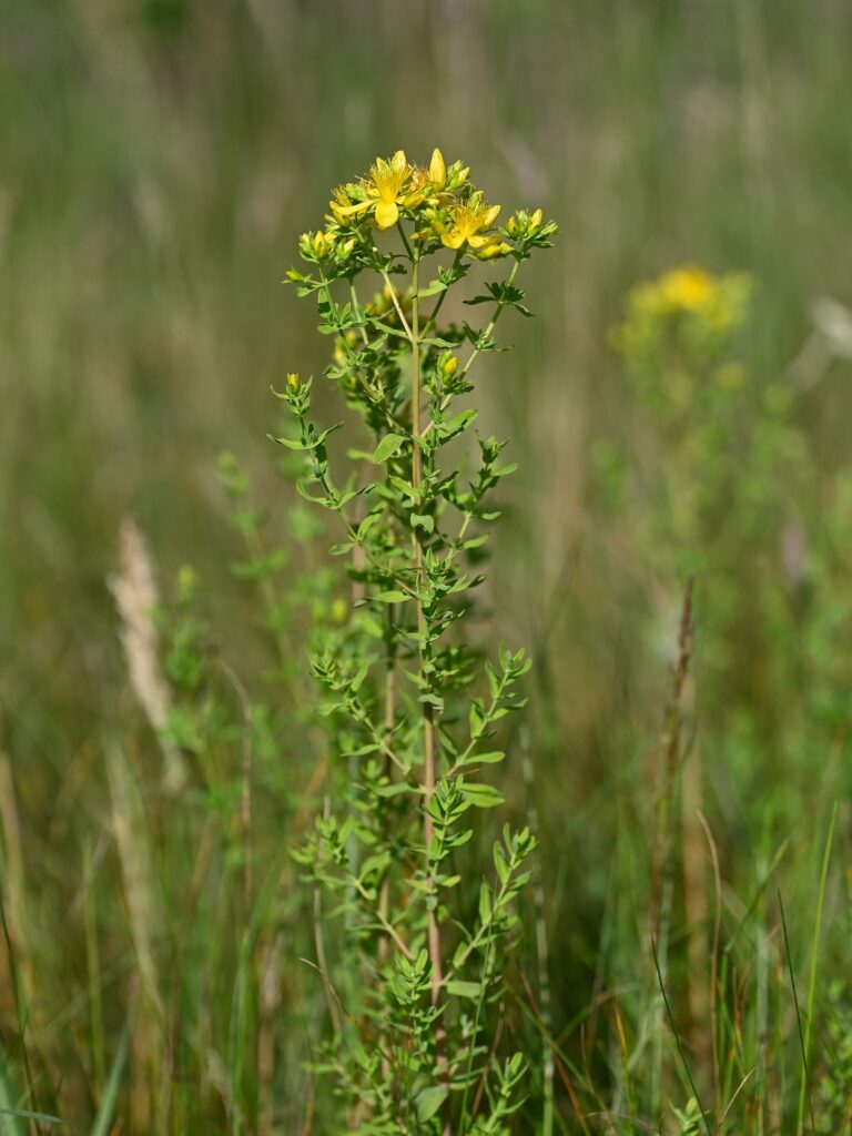Зверобой продырявленный — общий вид (Hypericum perforatum)