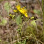 Зверобой продырявленный — общий вид (Hypericum perforatum)