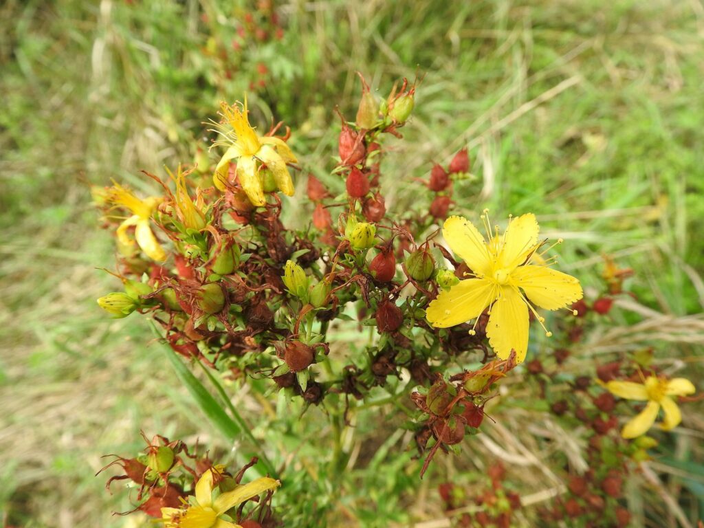 Зверобой продырявленный — общий вид (Hypericum perforatum)