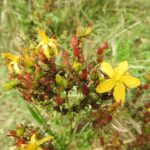 Зверобой продырявленный — общий вид (Hypericum perforatum)