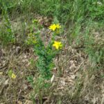 Зверобой продырявленный (Hypericum perforatum)