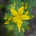 Зверобой продырявленный (Hypericum perforatum)
